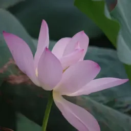 南京玄武湖荷花