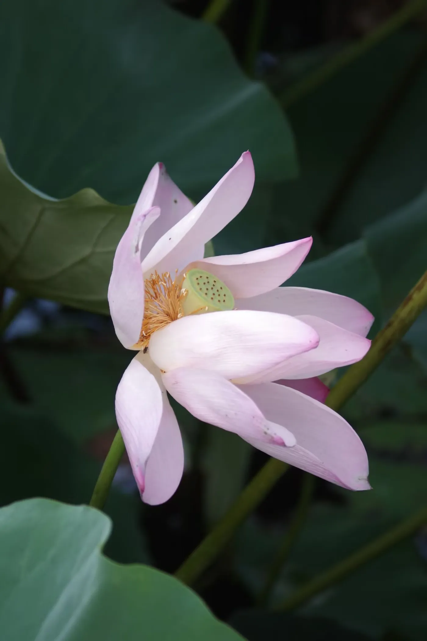 花瓣舒展、露出莲蓬的荷花