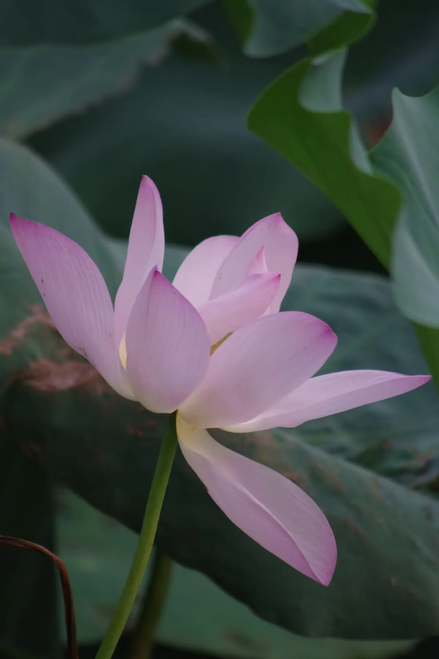 逆光下透亮的粉色花瓣