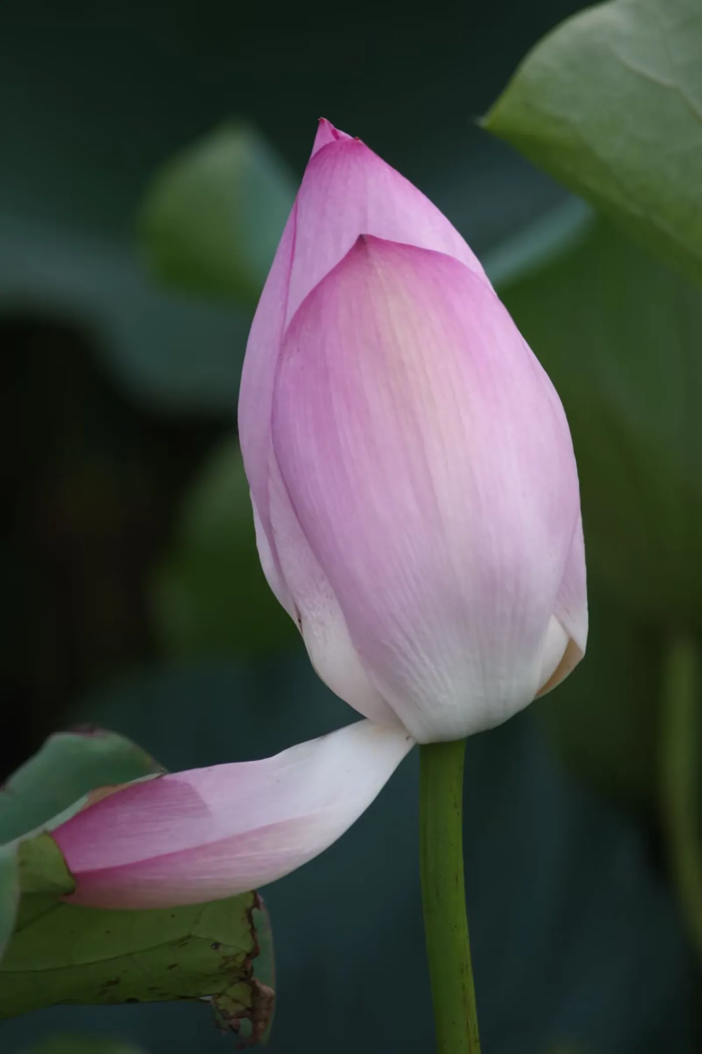 待开的花苞